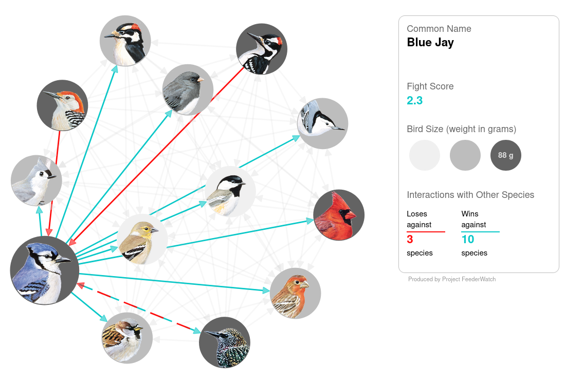 Network showing dominance hierarchy among 13 common feeder birds; the Blue Jay wins against 10 species and loses to 3
