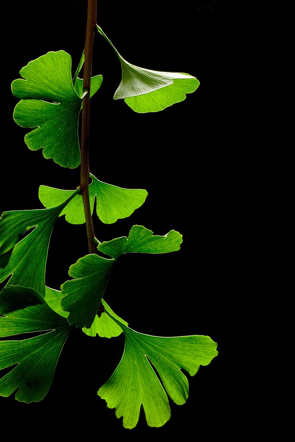Ginkgo biloba leaves